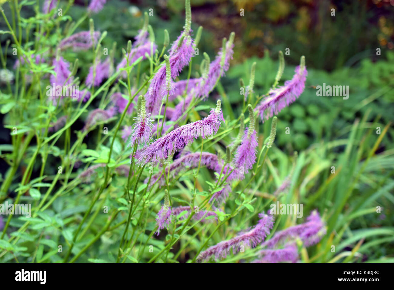 Pink lavender flowers of Sanguisorba hakusanensis, also called Korean mountain burnet or lilac squirrel. Stock Photo