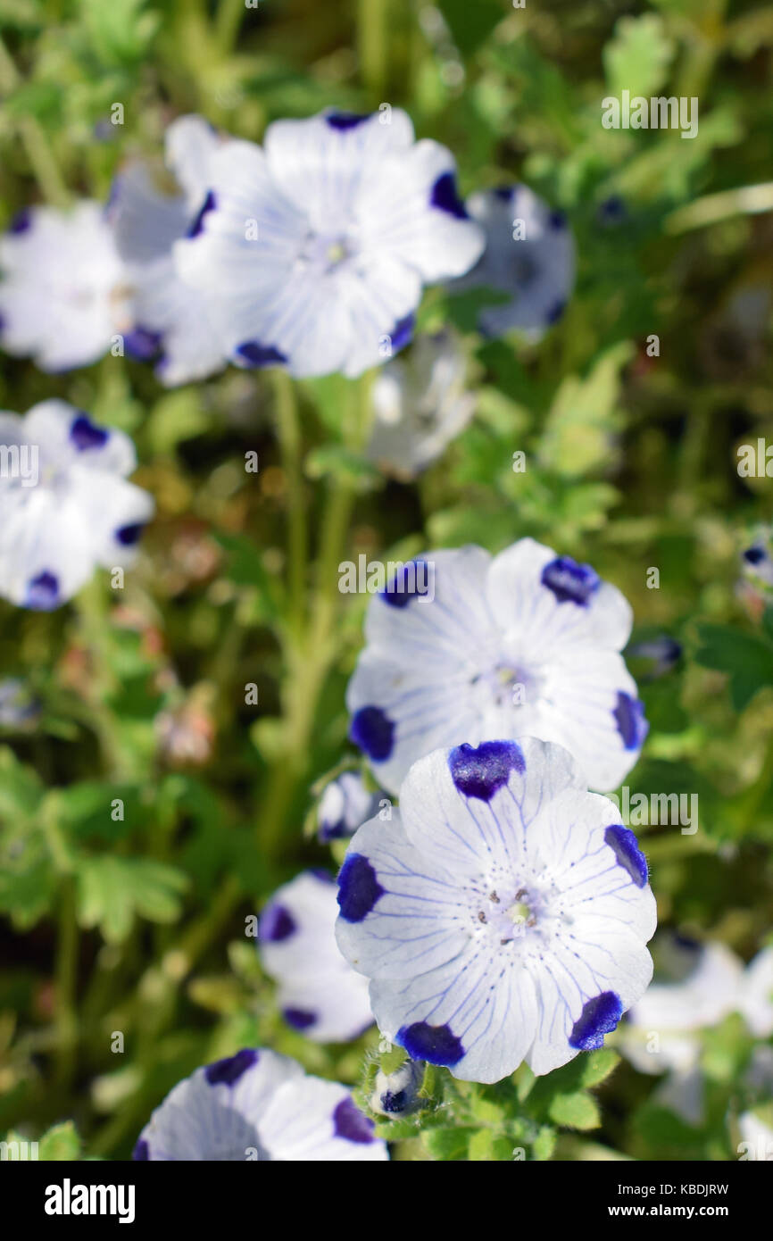Nemophila maculata, also known as baby blue eyes and fivespot. Bowl-shaped white flowers with purple / blue veins and dots. Vertical image. Stock Photo