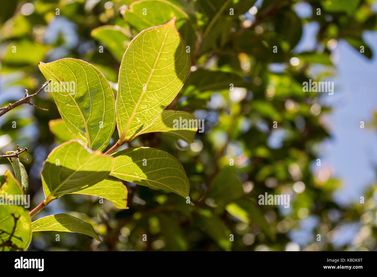 Vibrant Leaves Stock Photo