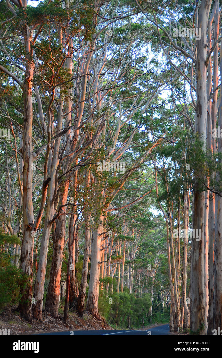 Giant hardwood trees hi-res stock photography and images - Alamy