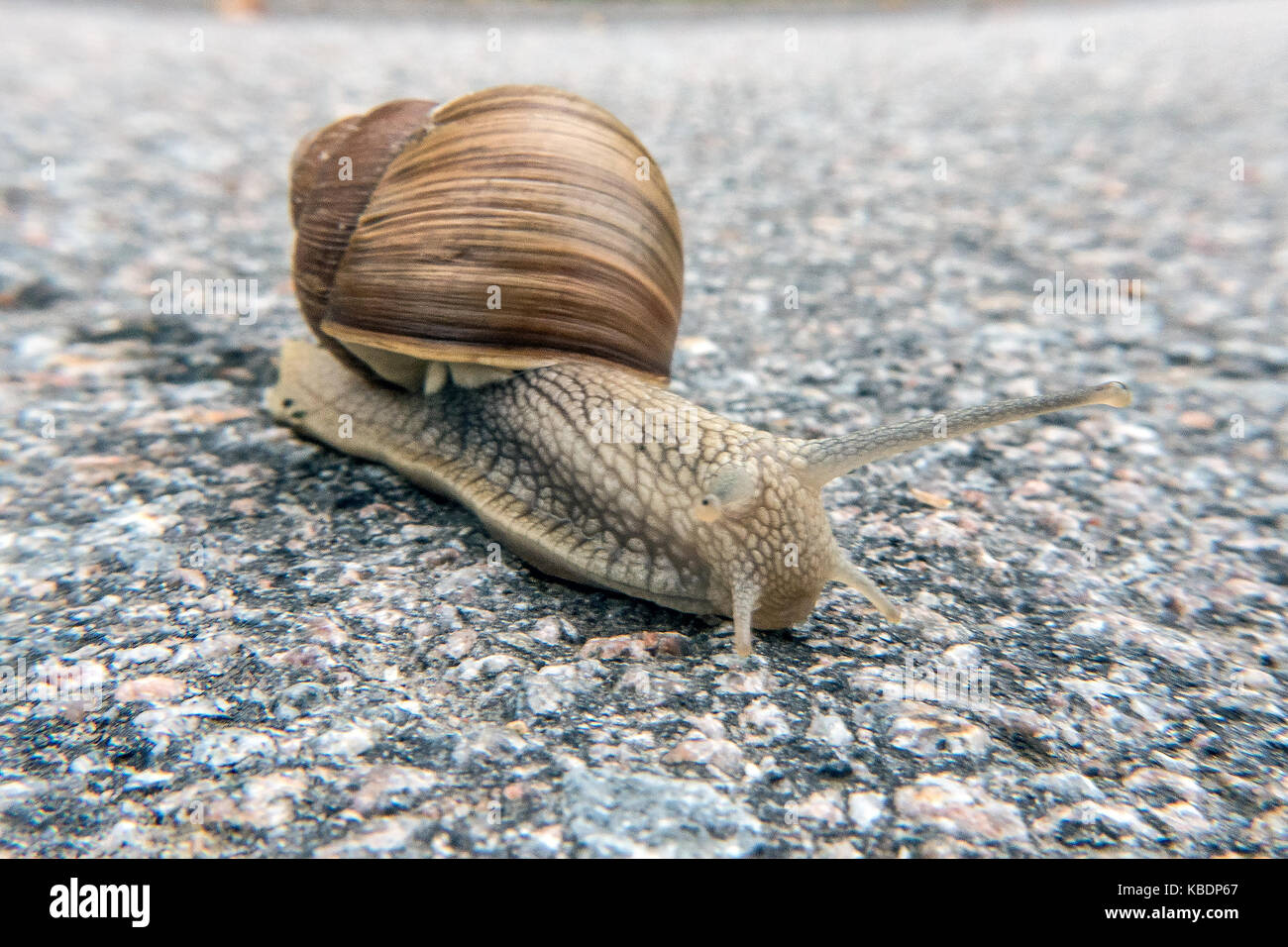 Burgundy snail crossing the road Stock Photo Alamy