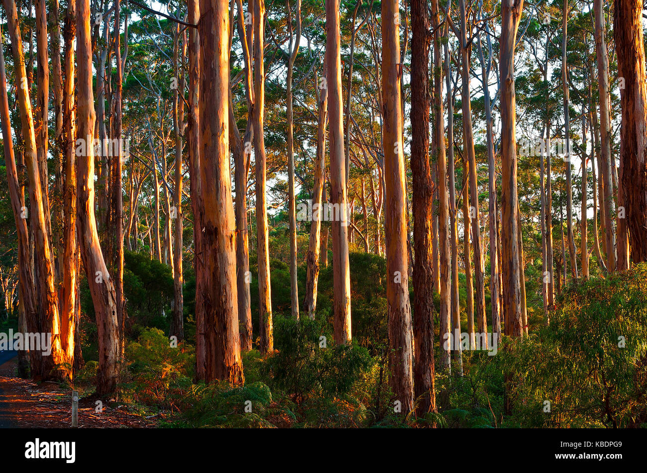 Giant Hardwood Trees High Resolution Stock Photography and Images - Alamy