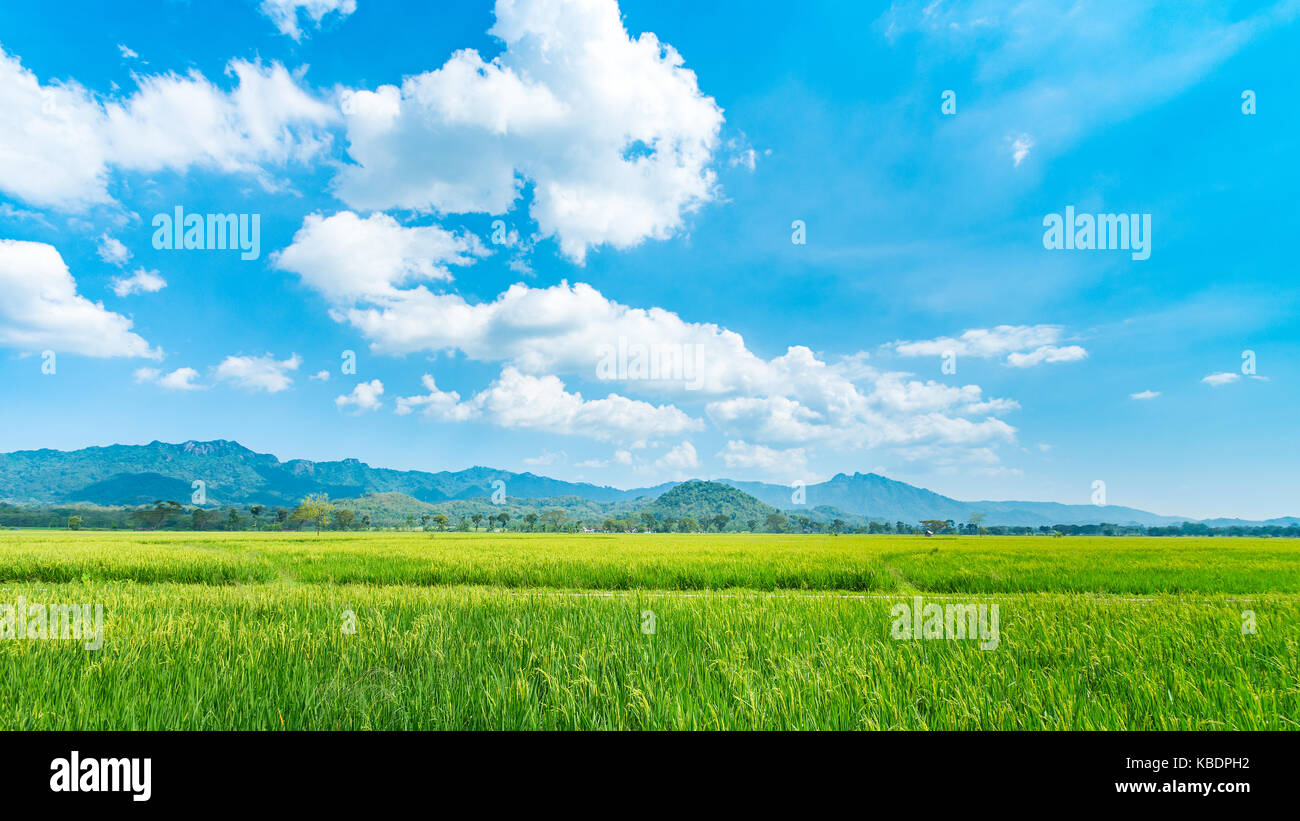 Beautiful rice field on a perfect sunny day Stock Photo