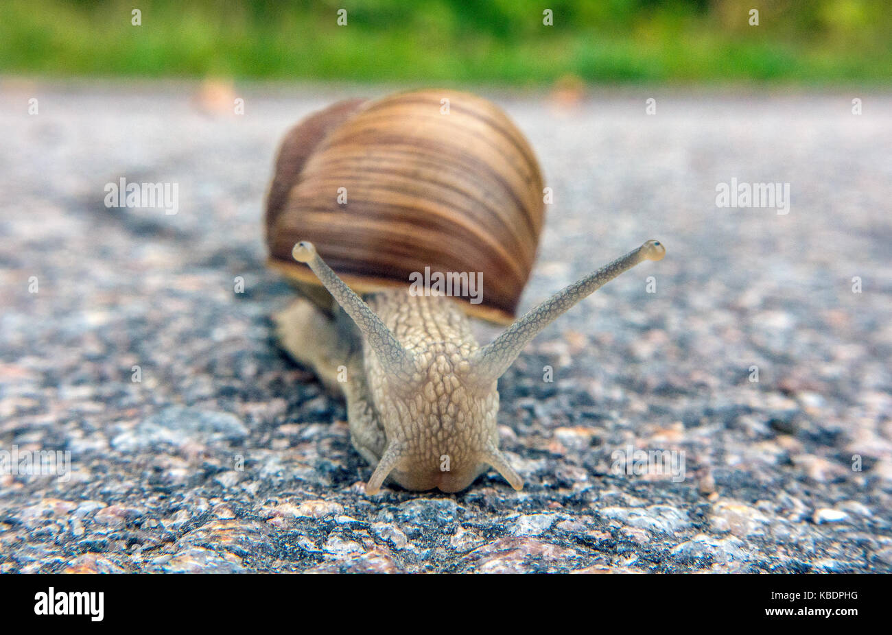 Burgundy snail crossing the road Stock Photo Alamy