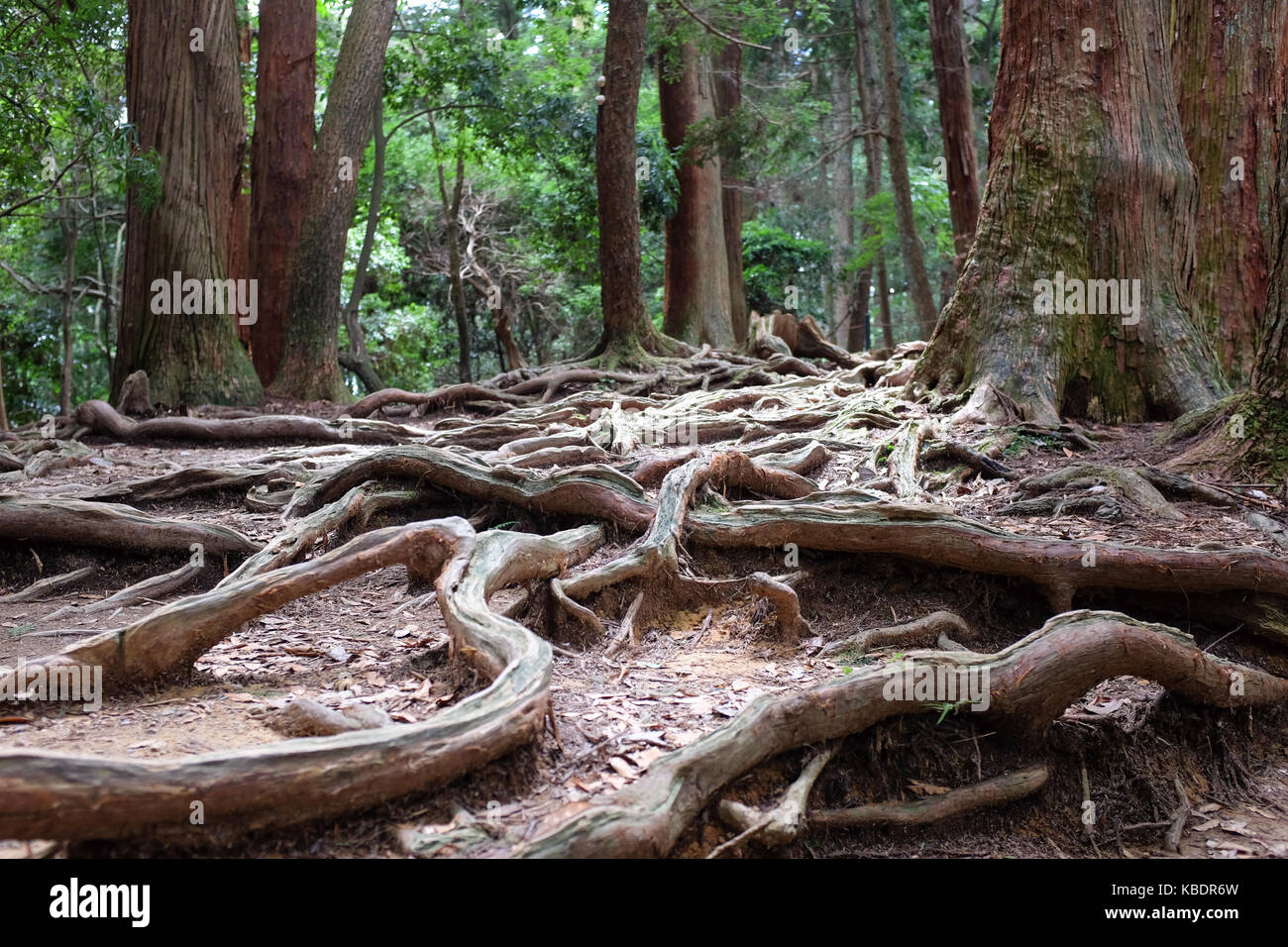 Roots of cedar trees on a walk between the villages of Kibune and Stock