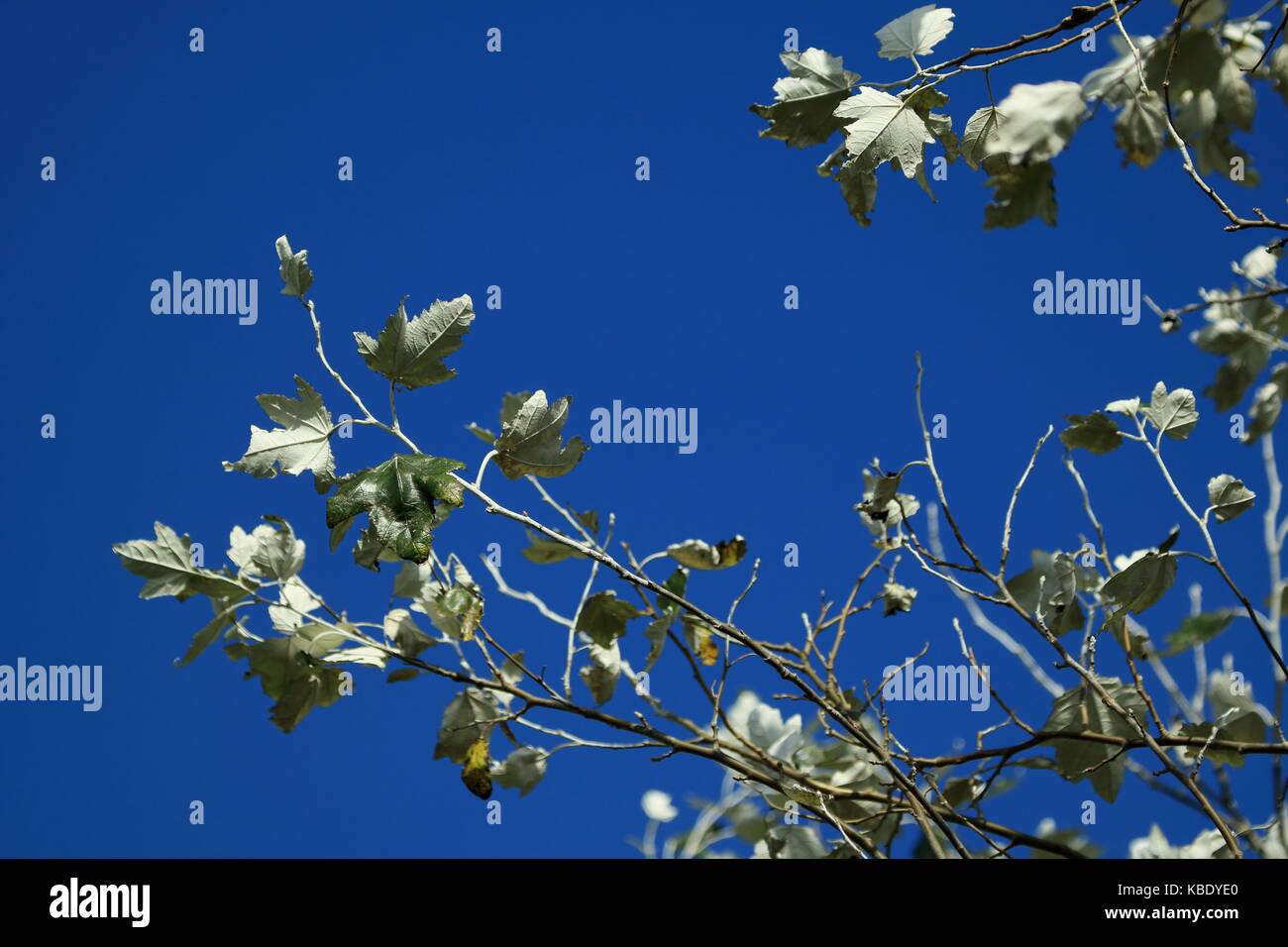 Leaves against blue sky Stock Photo - Alamy