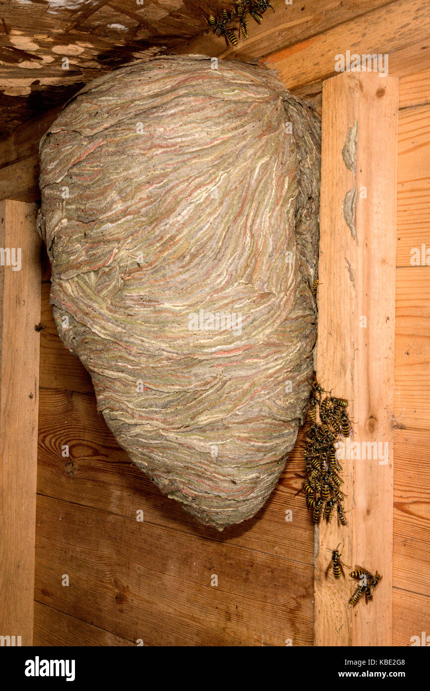 Large group of eurpean wasps surrounding a wasp nest in a garden shed. Stock Photo