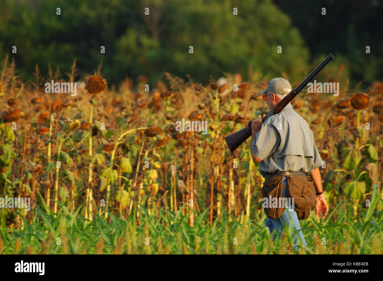 Dove hunters waiting for the doves to fly in a farm field near Hondo