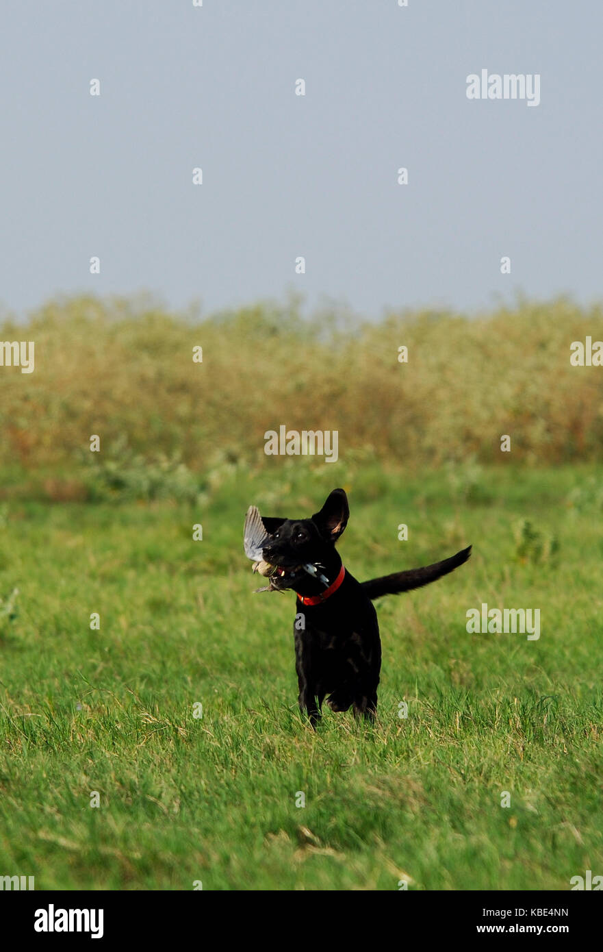 A black Labrador Retriever dog retrieves a dove while hunting near