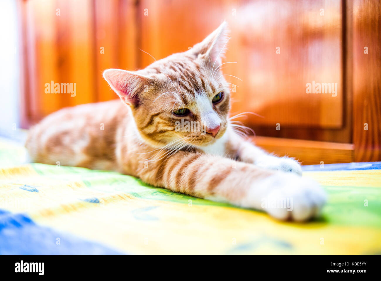 A young cat lying in a funny pose on the couch Stock Photo - Alamy