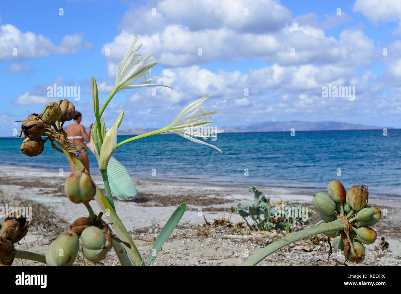 Sea Daffodill (Pancratium maritimum), Sea Daffodill in a dune, Sardinia Stock Photo