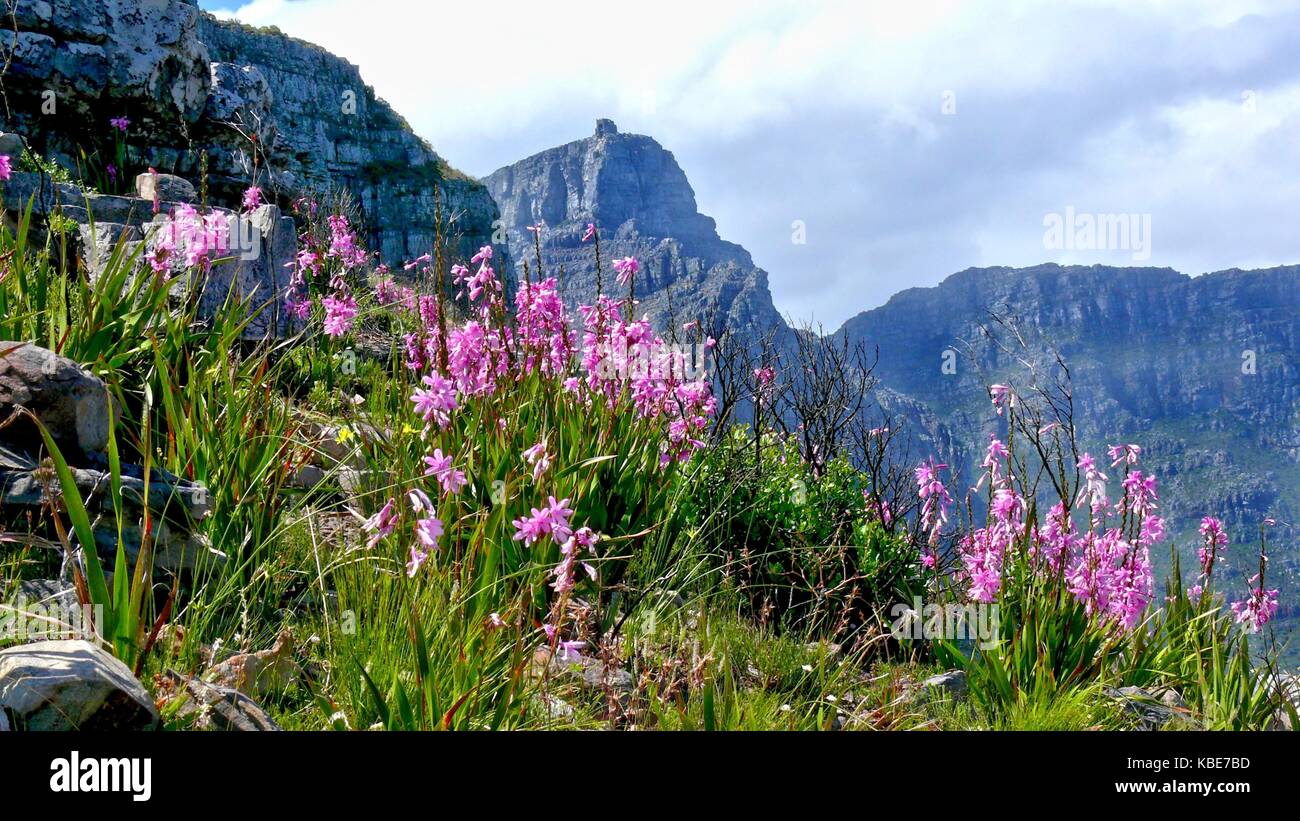 Table Mountain, Cape Town Stock Photo