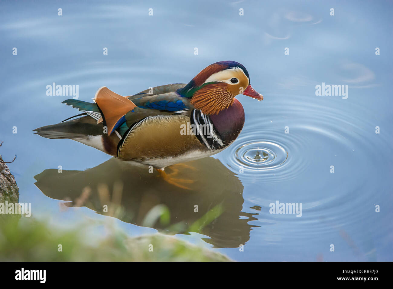 The beautiful male Mandarin Duck (Aix galericulata) with a drip from his beak and with his typical  colorful plumage , Uppland, Sweden Stock Photo