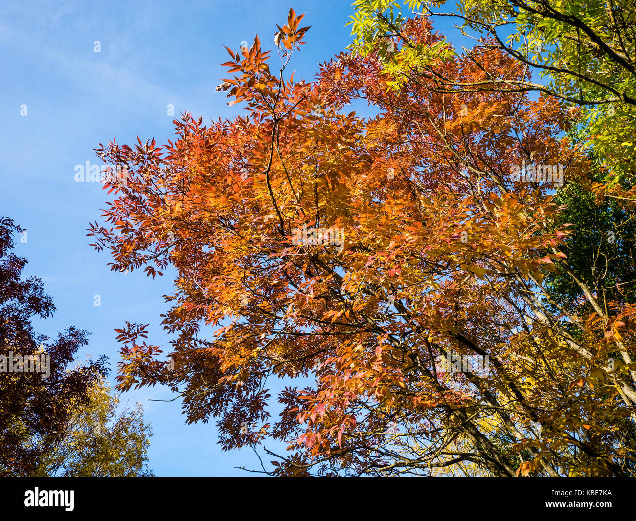 Autumn Trees outskirts of Reading, Berkshire, England, UK, GB. Stock Photo