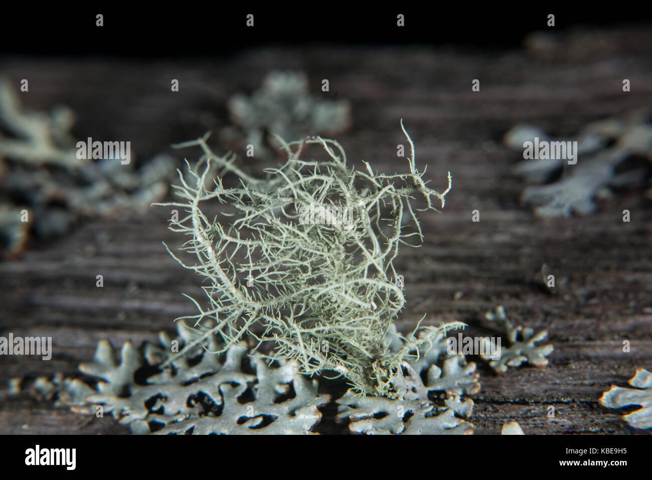 Tiny fishbone beard lichen Stock Photo