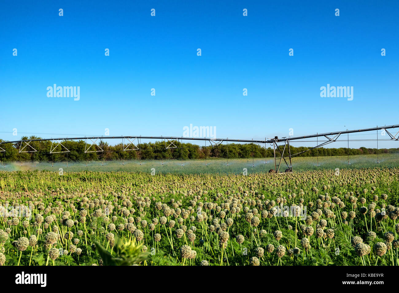 Drip irrigation system in field Stock Photo Alamy