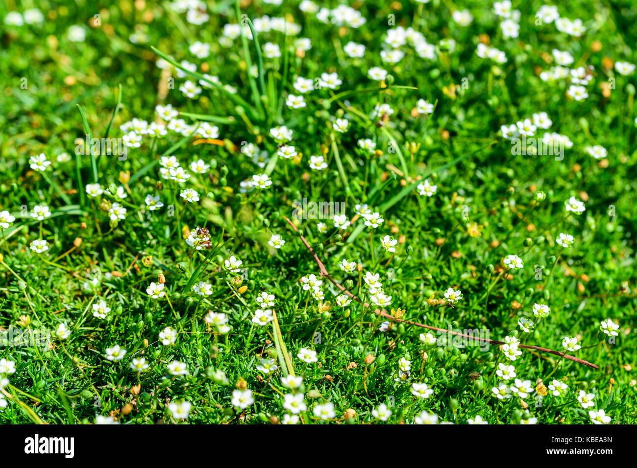 Heath pearlwort lawn or Sagina subulata Stock Photo