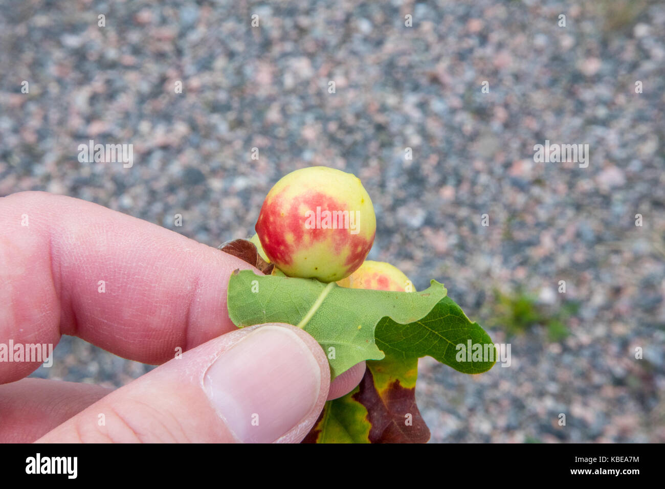 Oak apples on the underside of an oak leaf Stock Photo