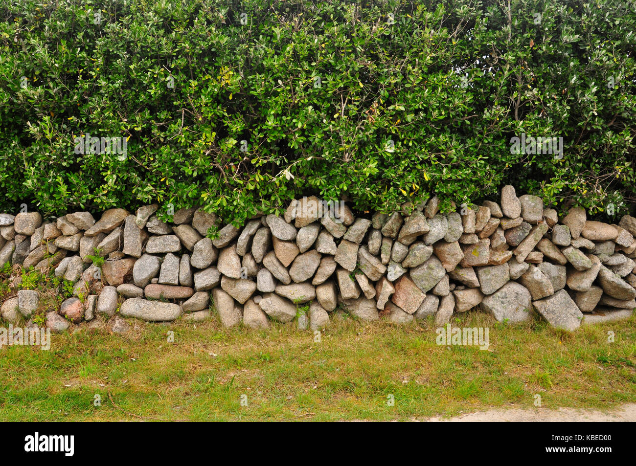 Granite dry stone wall on St Martins Isles of Scilly. With pittosporum hedge behind. Stock Photo