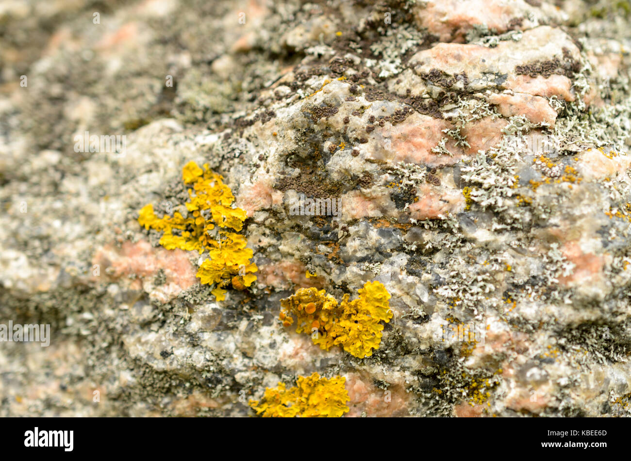 Stone in macro with lichen bright yellow on the surface Stock Photo - Alamy