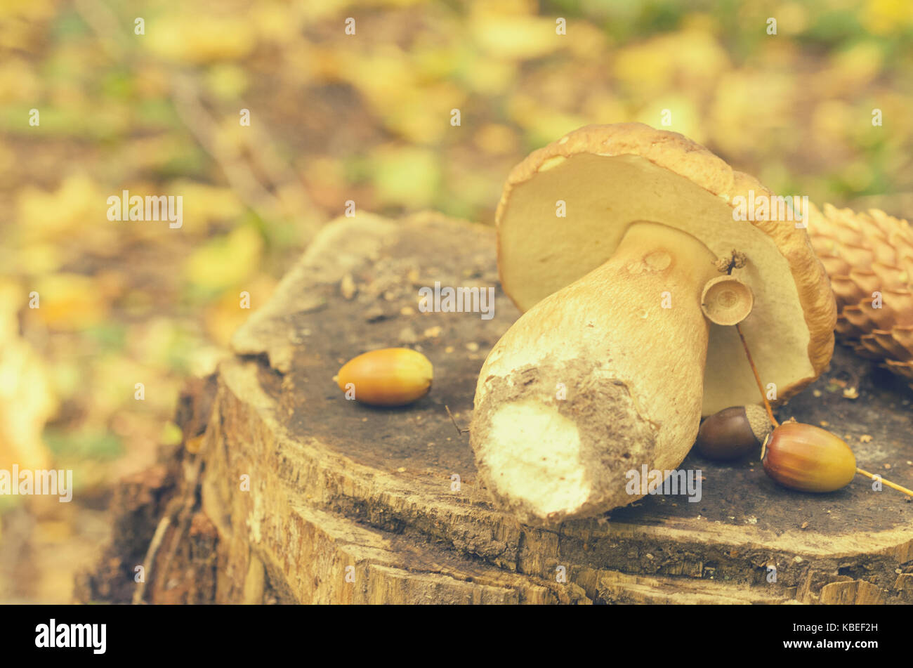 Torn white mushrooms lie on a tree stump in the forest Stock Photo Alamy