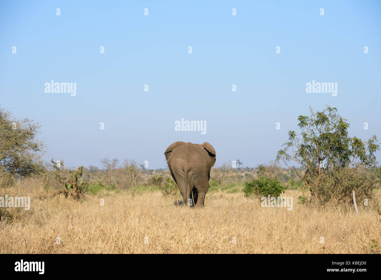 Elephant bull walking into the bush Stock Photo