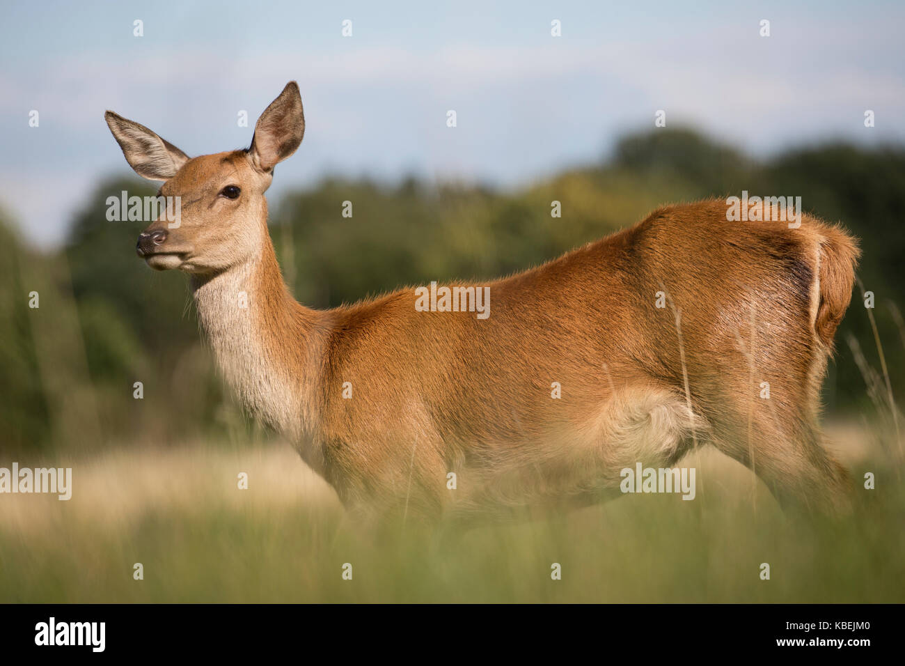 A curious young female Red Deer standing in long grass looking toward the camera. Bushy Park, London, UK. Stock Photo
