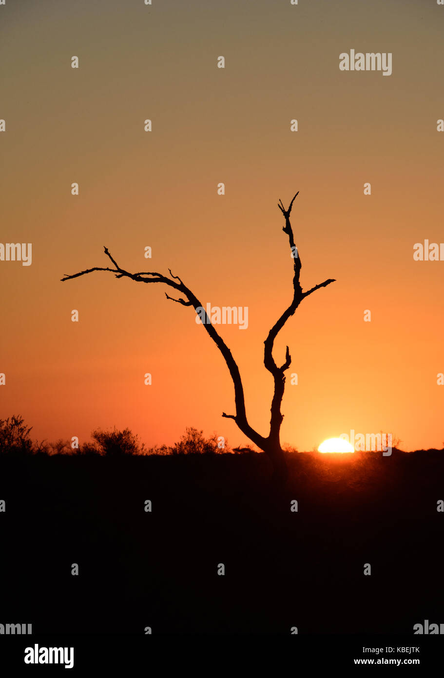 African bushveld sunset with dead tree and golden sky Stock Photo