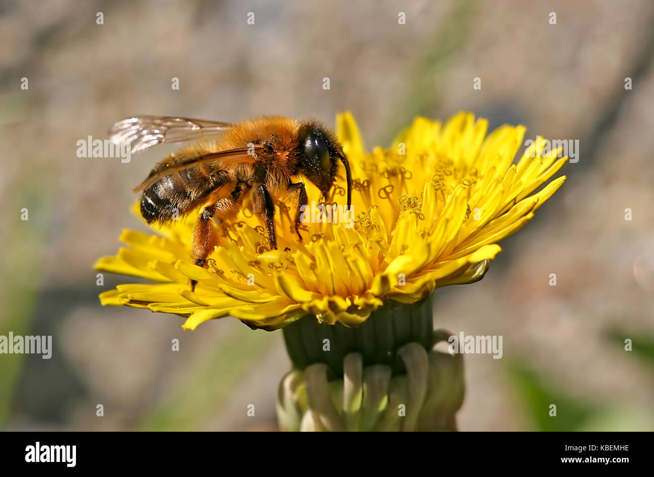 Honey bee collecting pollen Stock Photo - Alamy