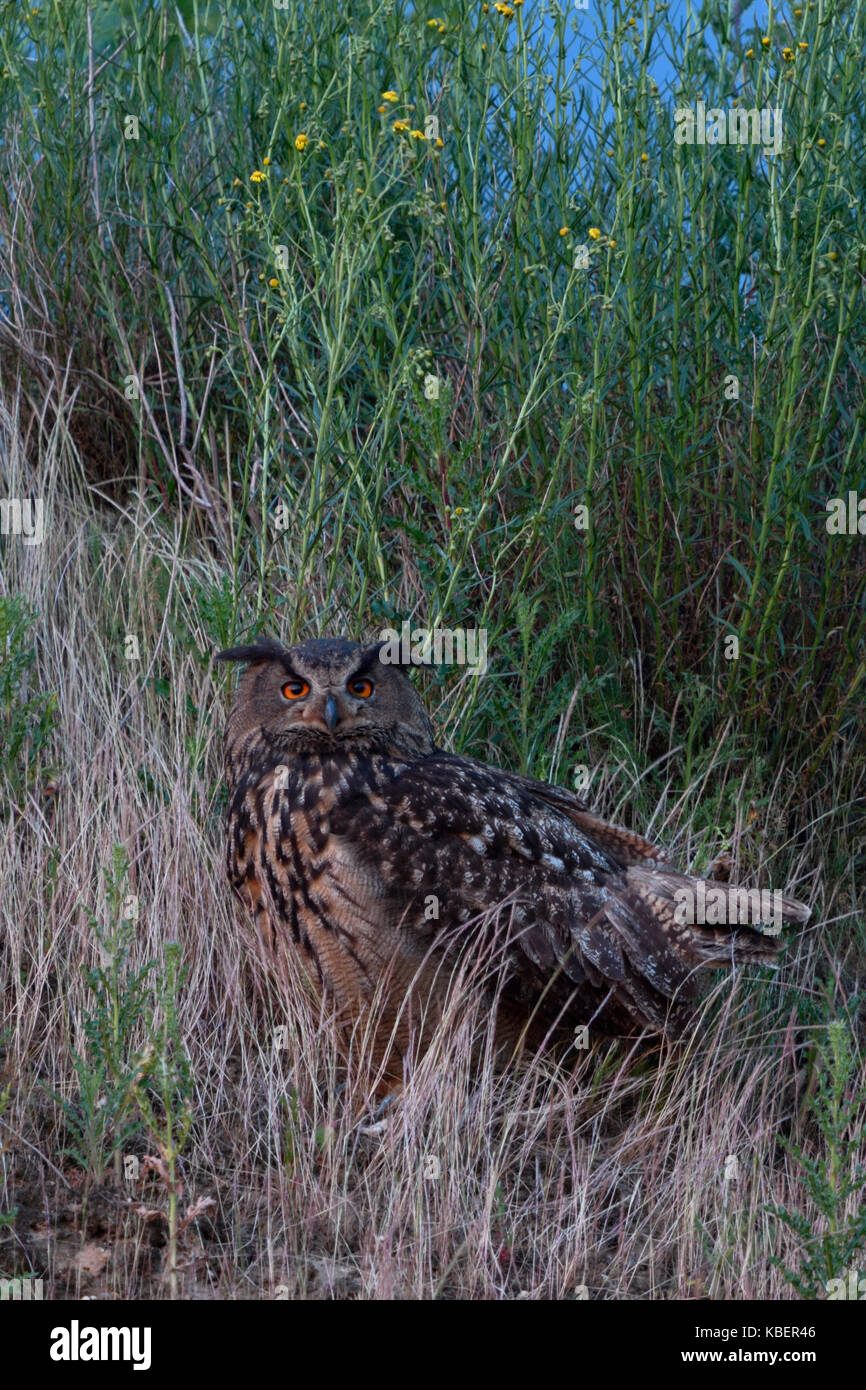 Eurasian Eagle Owl / Europaeischer Uhu ( Bubo bubo ), adult, sitting, watching for its chicks, bright orange eyes, at dusk, nightfall, wildlife, Europ Stock Photo