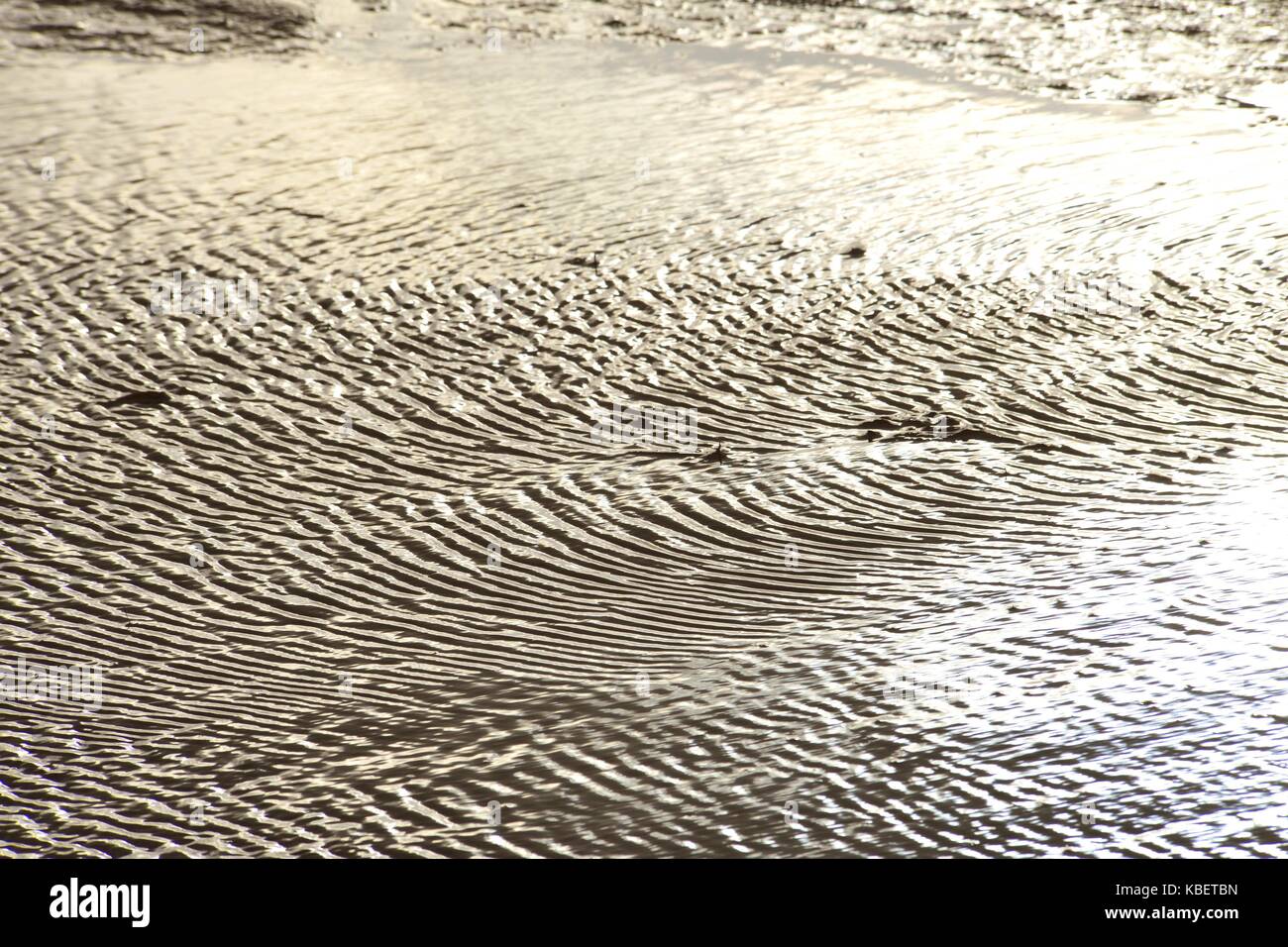 Ripple marks in the wet sludge of the North Frisian Wadden Sea near Hallig Oland, 22 April 2016 | usage worldwide Stock Photo