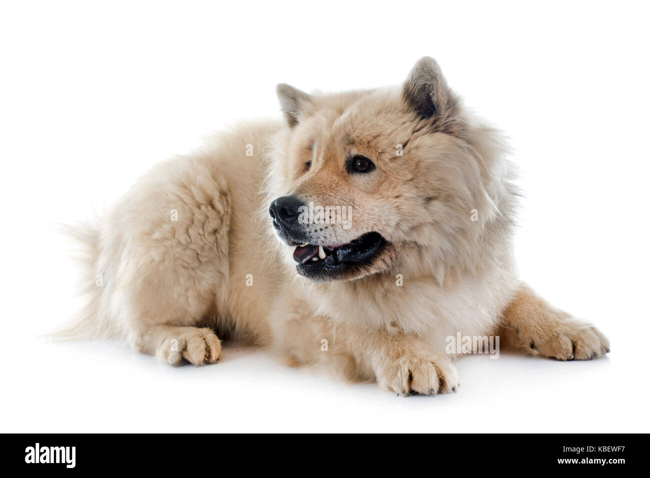brown eurasier in front of white background Stock Photo Alamy