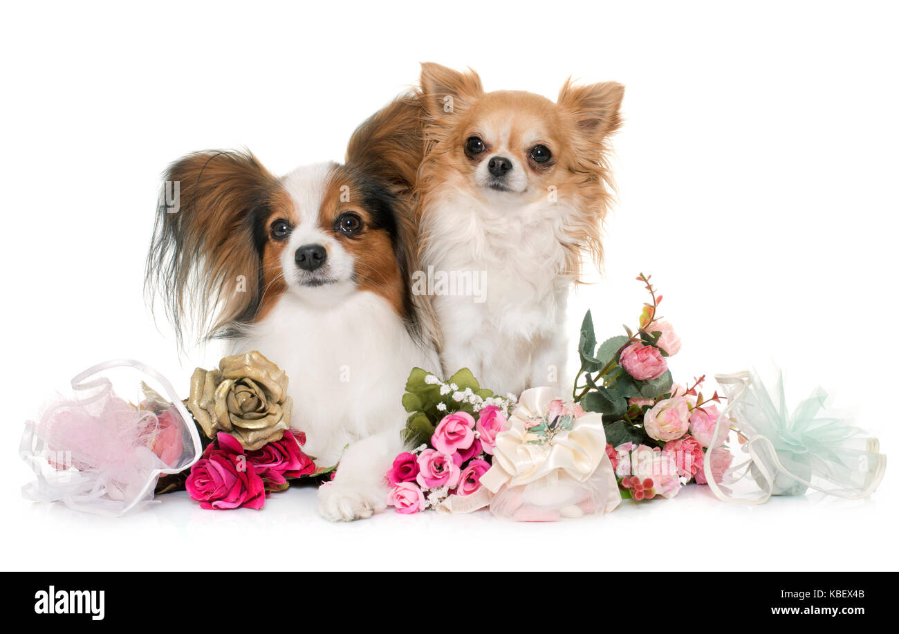 papillon dog and chihuahua in front of white background Stock Photo