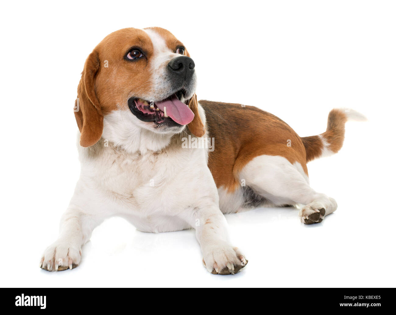 Adult Beagle In Front Of White Background Stock Photo Alamy