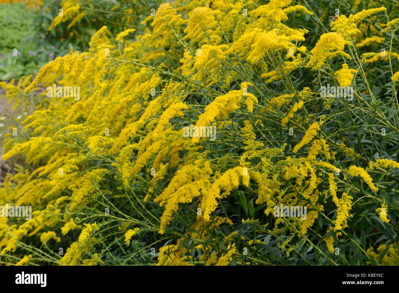 solidago citronella goldenrod yellow flowers attractive to butterflies and bees Stock Photo