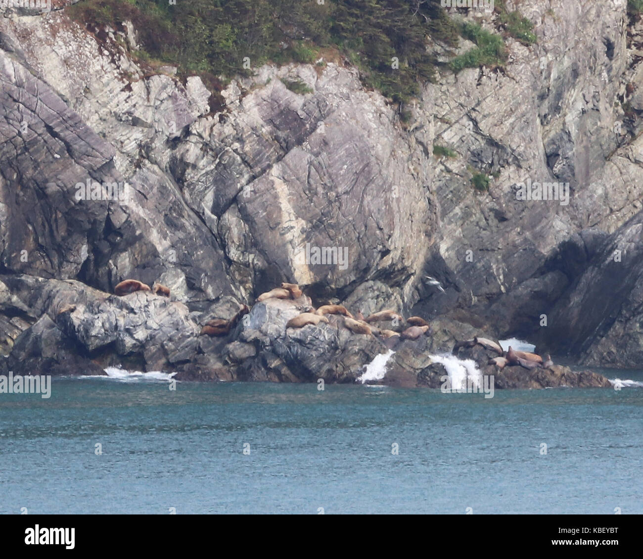 The rocky shores in Alaska had an abundance of Sea Lions and Seals all