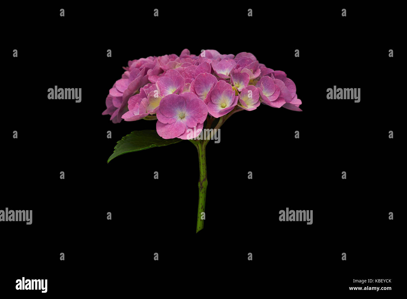 Fragrant hydrangea bouquet with small delicate purple petals, isolated on black background Stock Photo