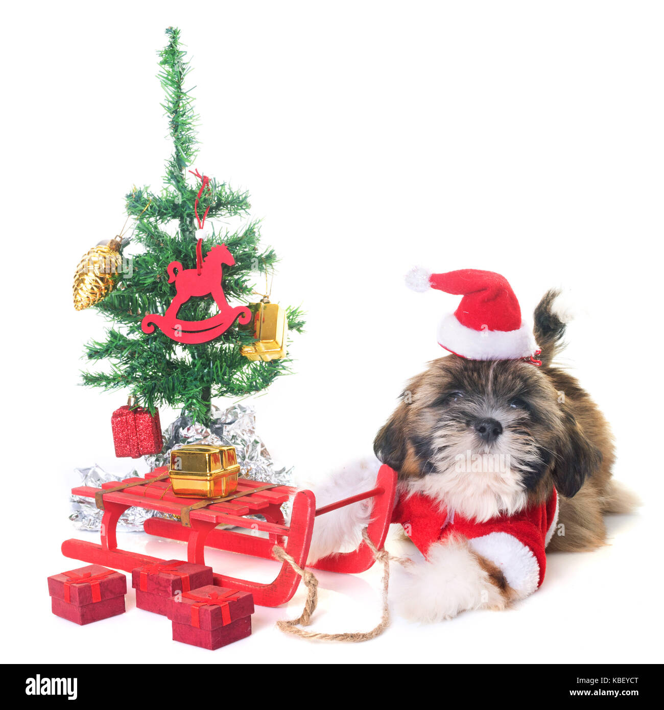 dog and christmas decoration in front of white background Stock Photo ...
