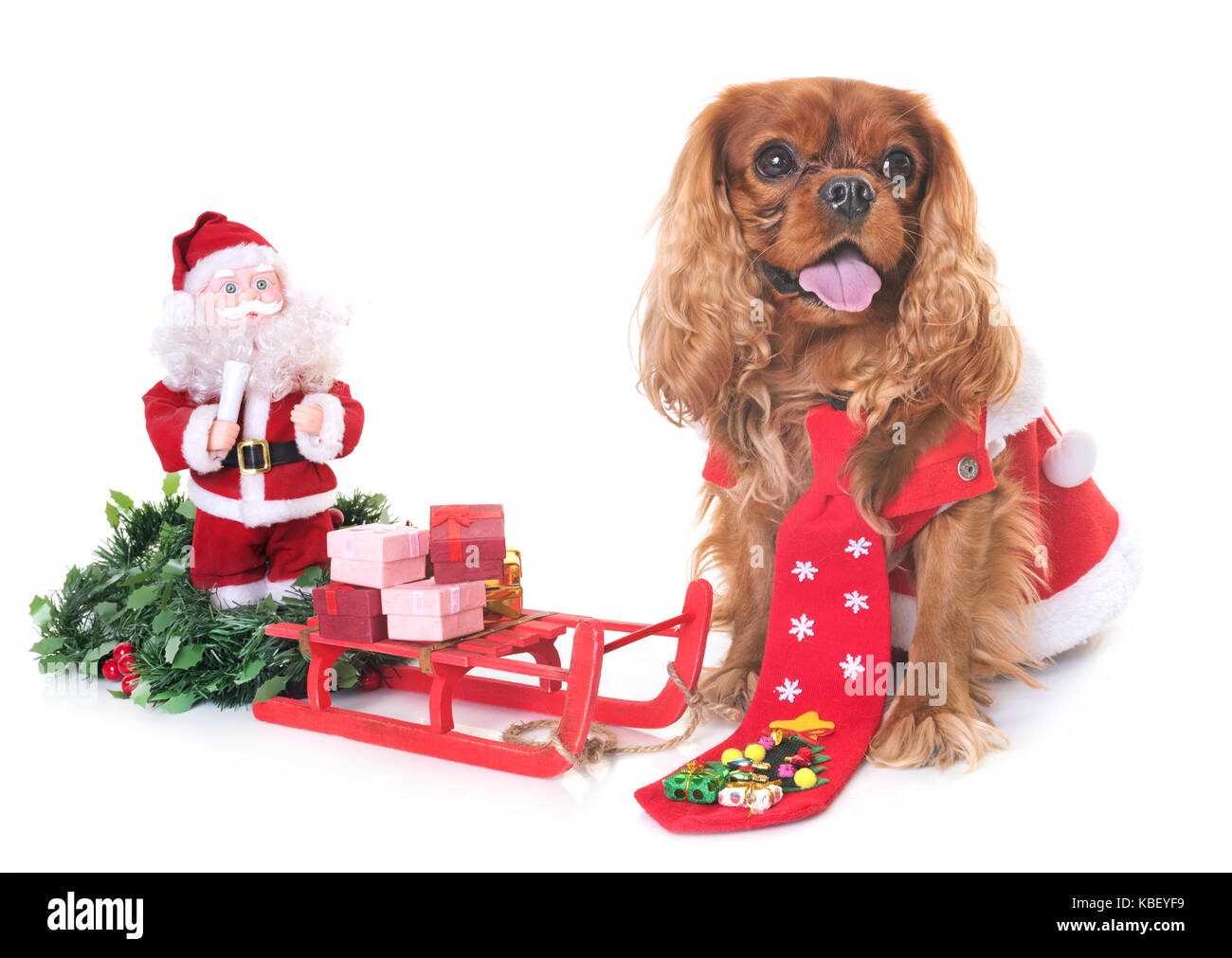 dog and christmas decoration in front of white background Stock Photo ...