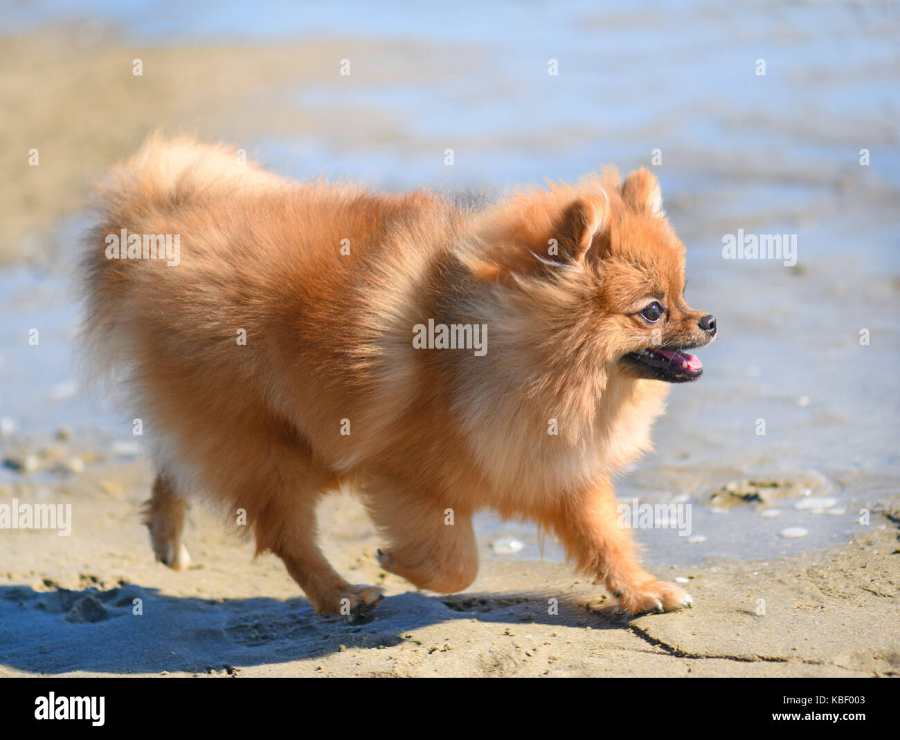 running spitz on the beach in september Stock Photo - Alamy