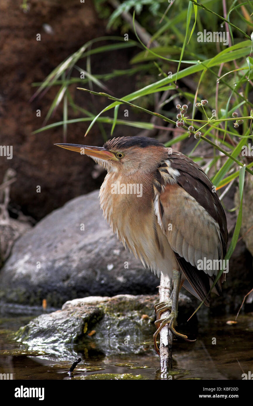 little bittern, common little bittern, Ixobrychus minutus, a wading bird in the heron family Stock Photo