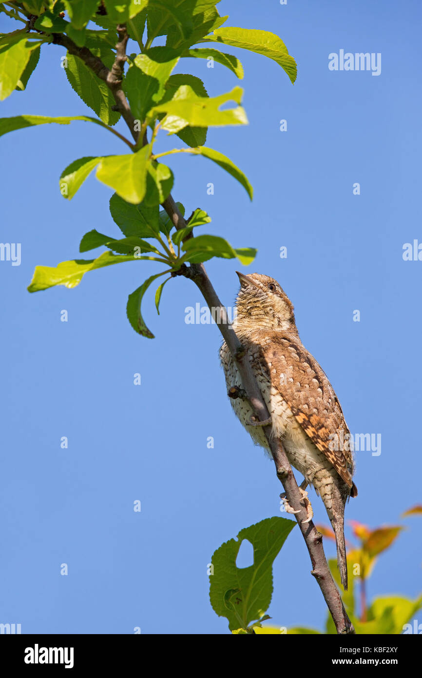 Turncoat, to Northern Wryneck, Wryneck, Eurasian Wryneck, Jynx