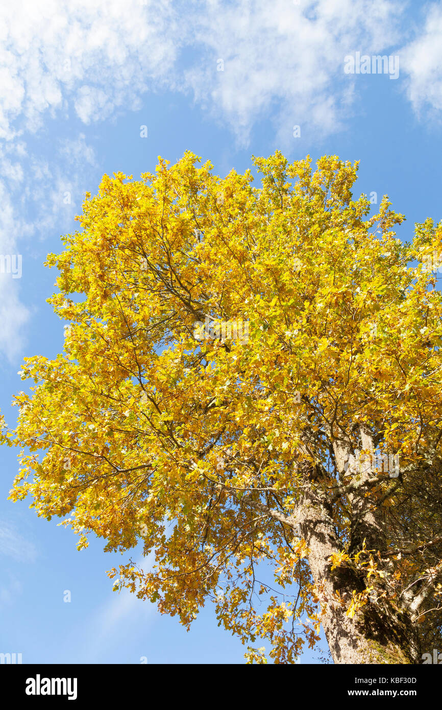 Canopy of yellow leaves hi-res stock photography and images - Alamy