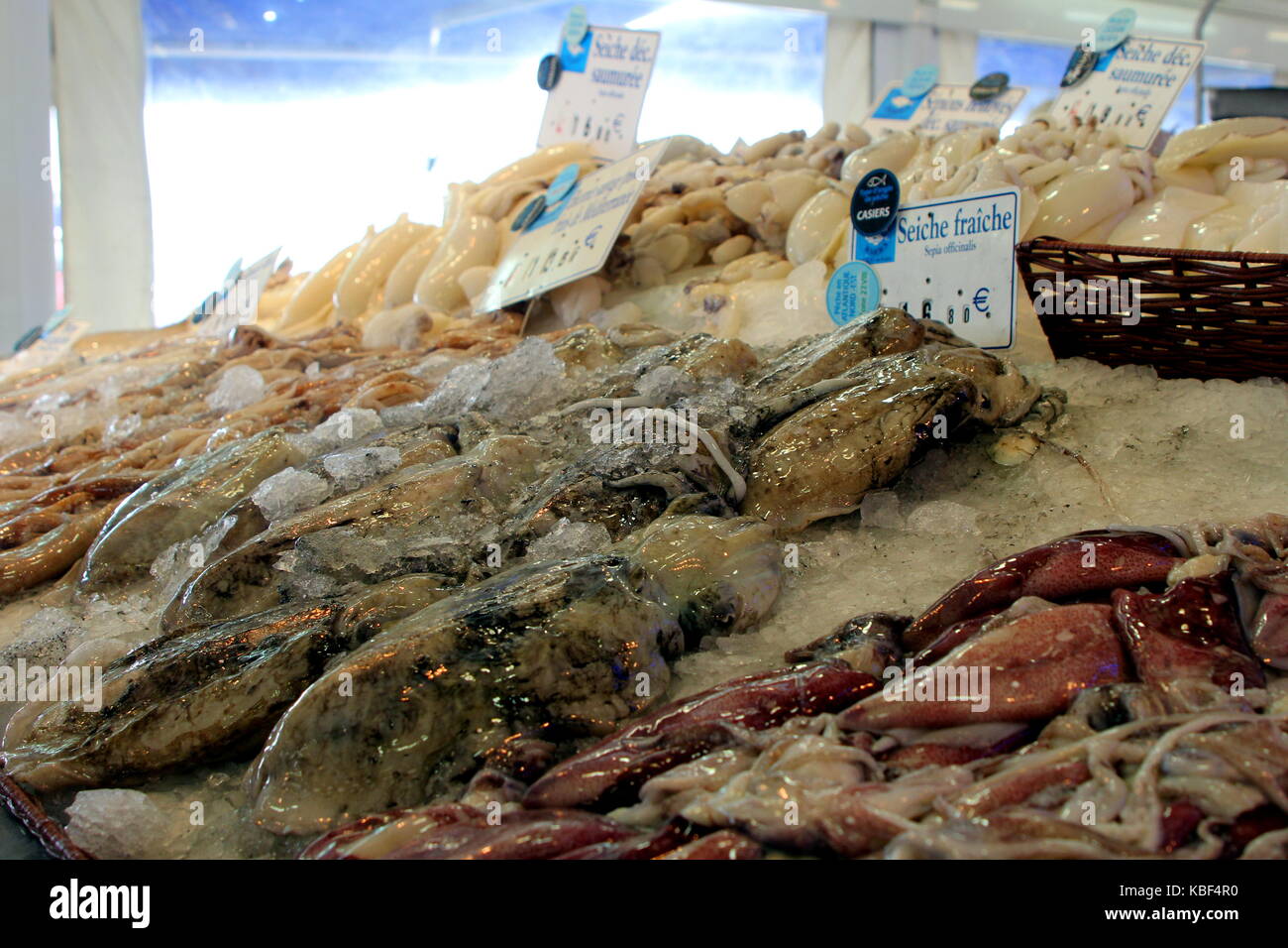 Whole fresh cuttlefish (Seiche fraiche)  for sale at a French fishmonger Stock Photo