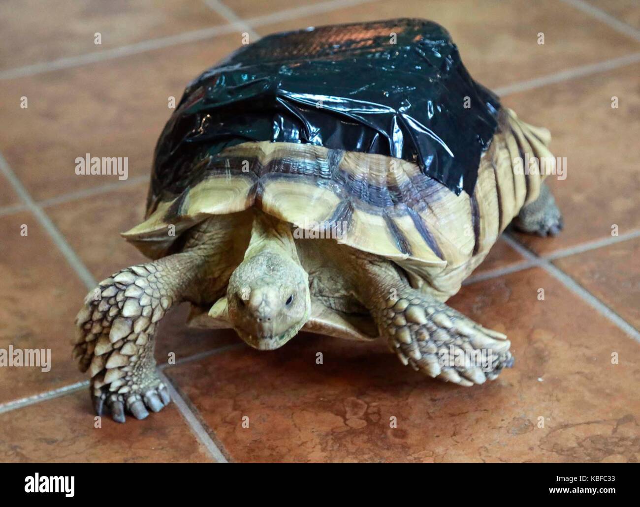 Florida, USA. 29th Sep, 2017. Recuperating sulcata tortoise George walks on the floor at the home of Lenard Hughes in Loxahatchee Friday, September 29, 2017. George was run over by a car. He is wearing a black bandage over a temporary 3D-printed partial shell. ''He is rehabbing well, '' said Hughes. ''I like taking care of him. Credit: Bruce R. Bennett/The Palm Beach Post/ZUMA Wire/Alamy Live News Stock Photo