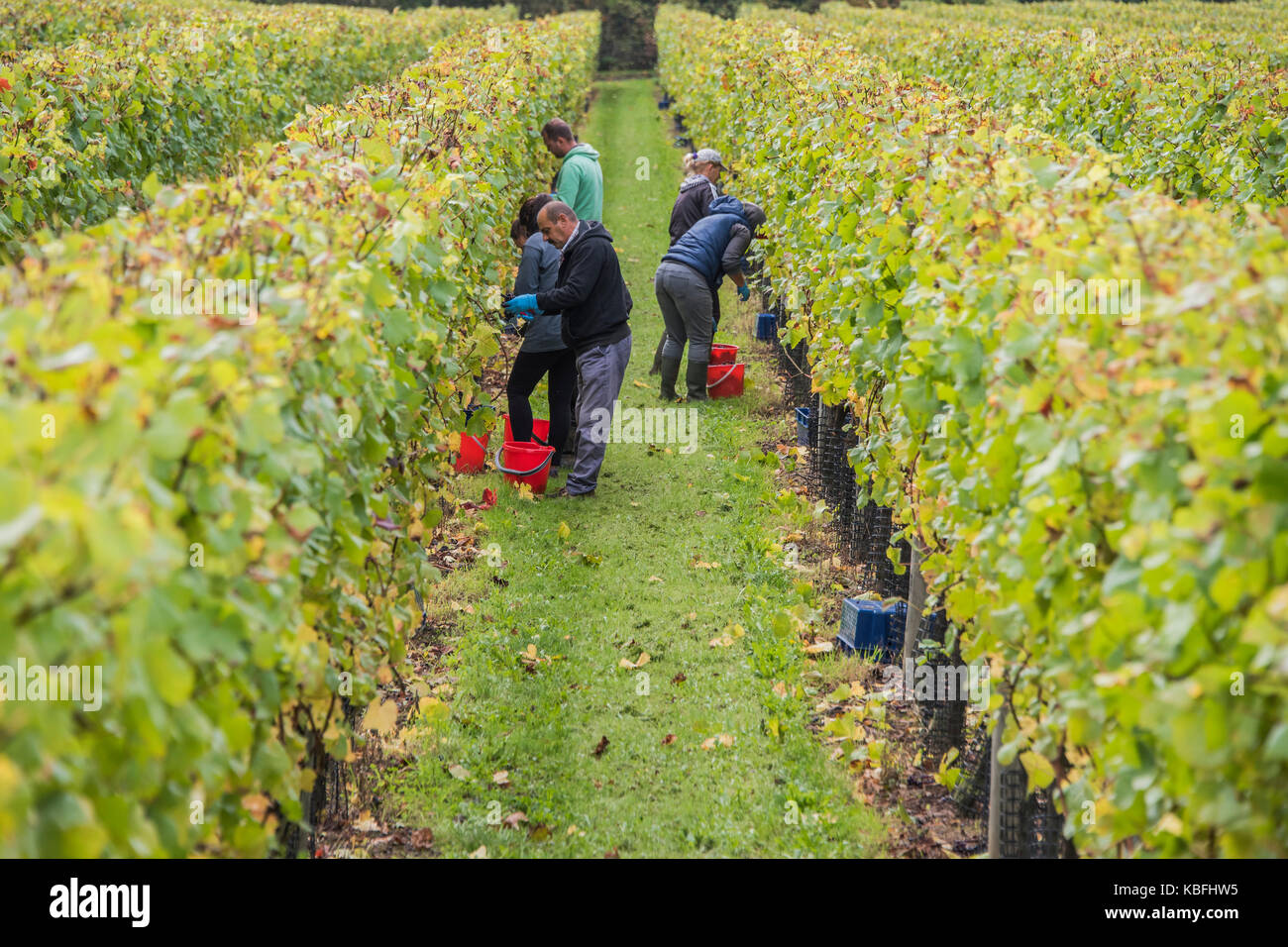 Redfold Winery, Pulborough, Sussex, UK, 30th September, 2017. Seasonal