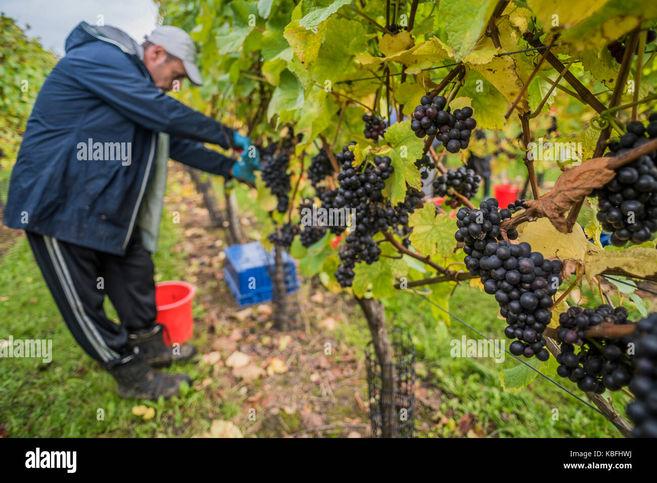 Grape picking vineyard in east sussex hires stock photography and