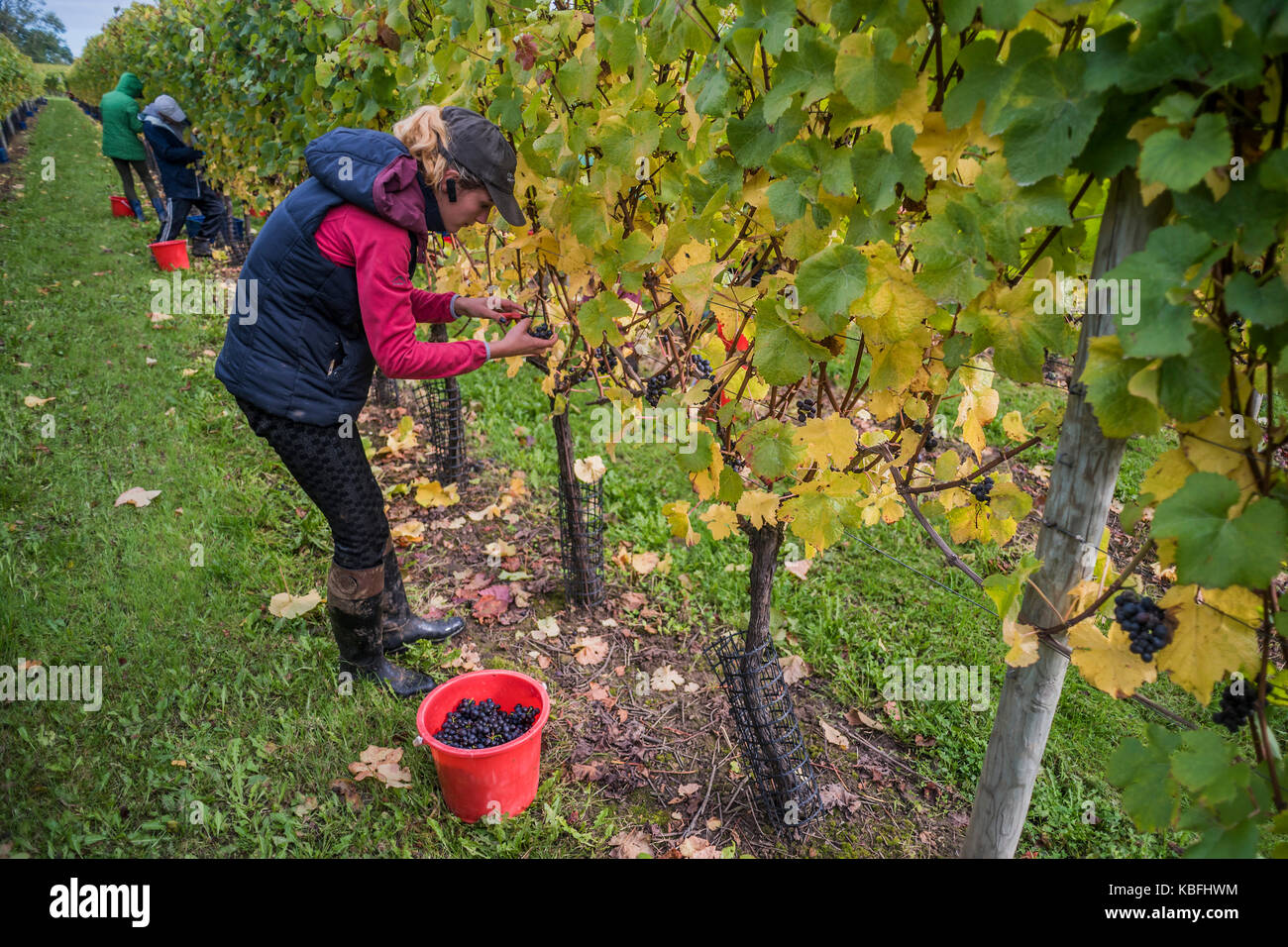 Redfold Winery, Pulborough, Sussex, UK, 30th September, 2017. Seasonal