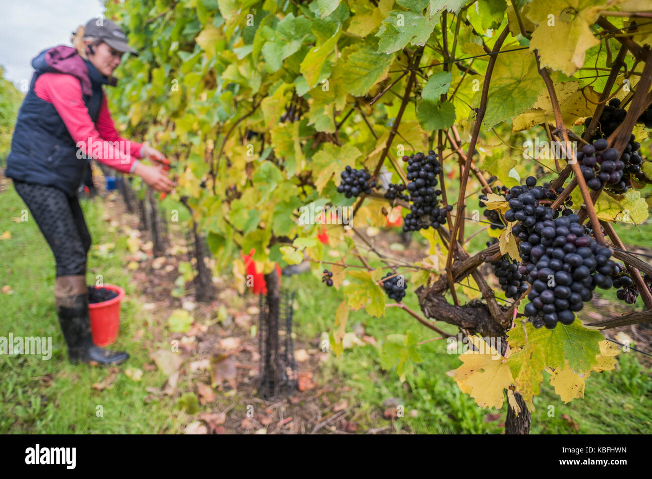 Grape picking vineyard in east sussex hires stock photography and