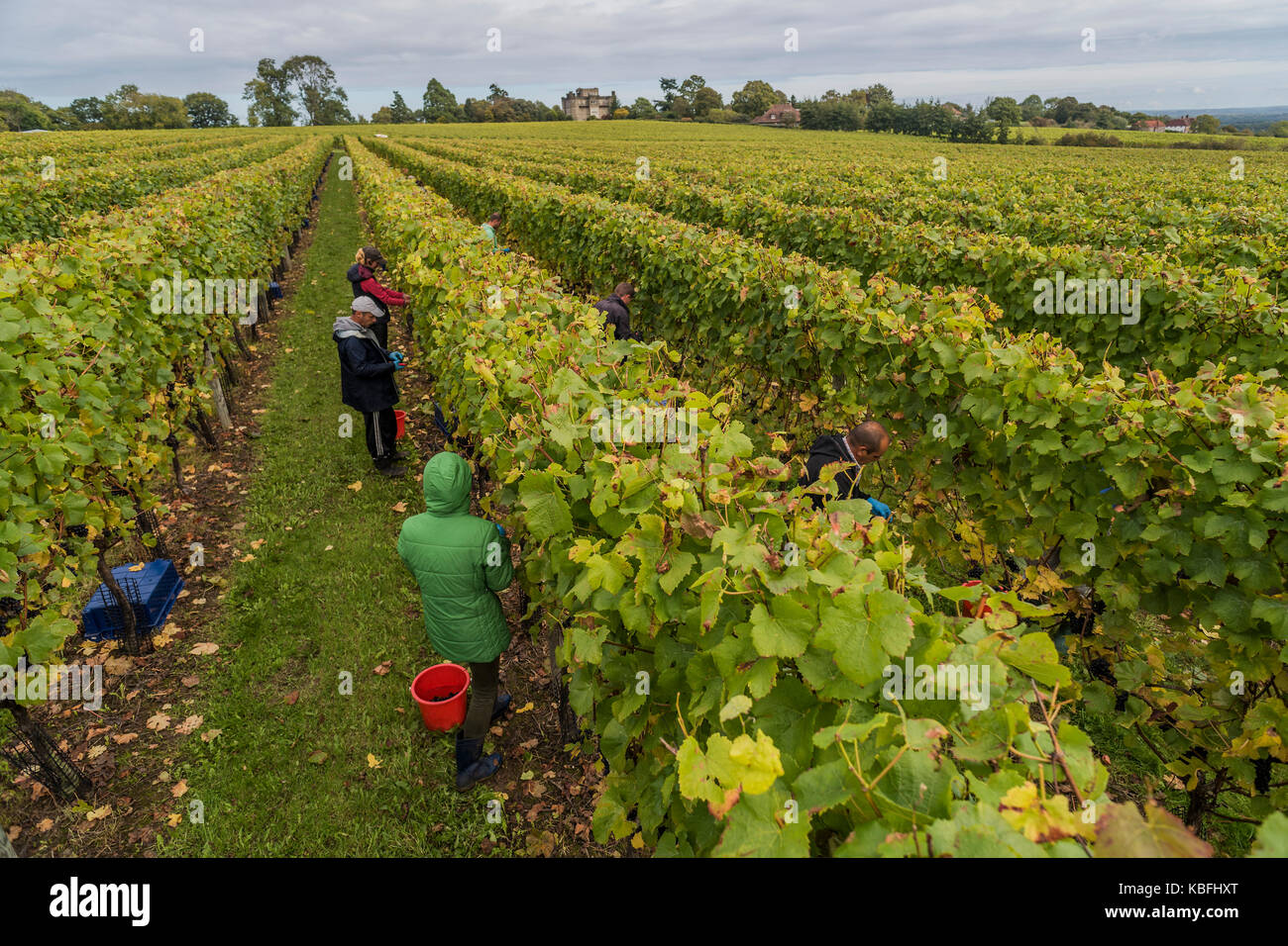 Redfold Winery, Pulborough, Sussex, UK, 30th September, 2017. Seasonal